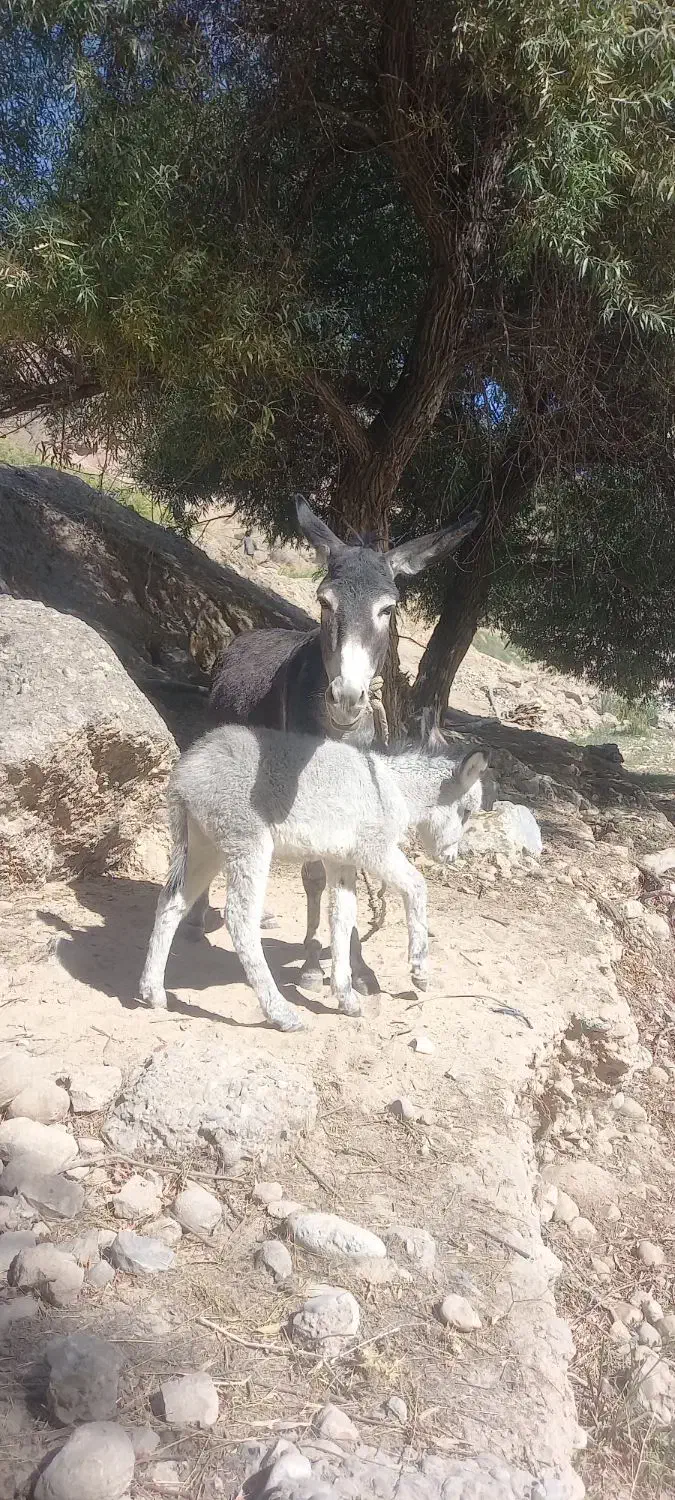 الاغ ماده با کره نر|حیوانات مزرعه|لردگان, |دیوار