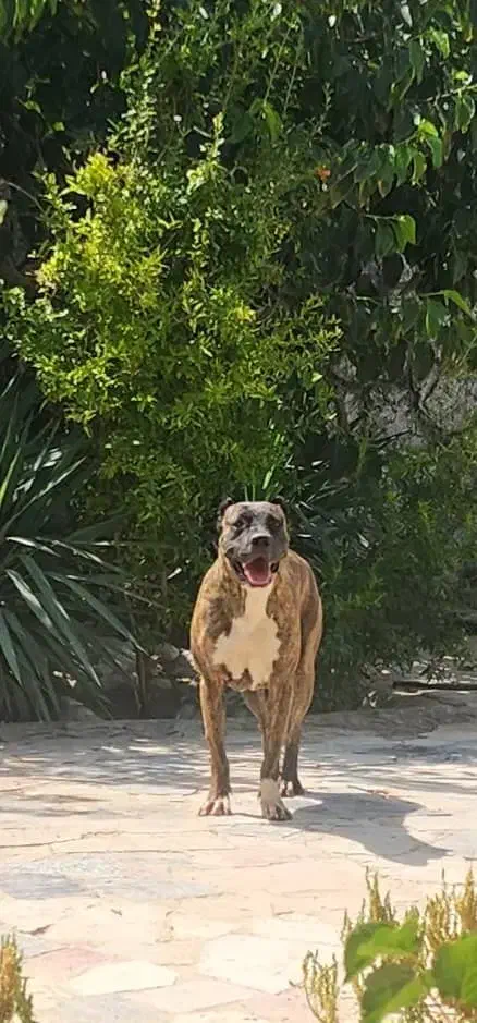 سگ ژرمن ، پیت بول ، باکسر|سگ|اصفهان, طامه|دیوار