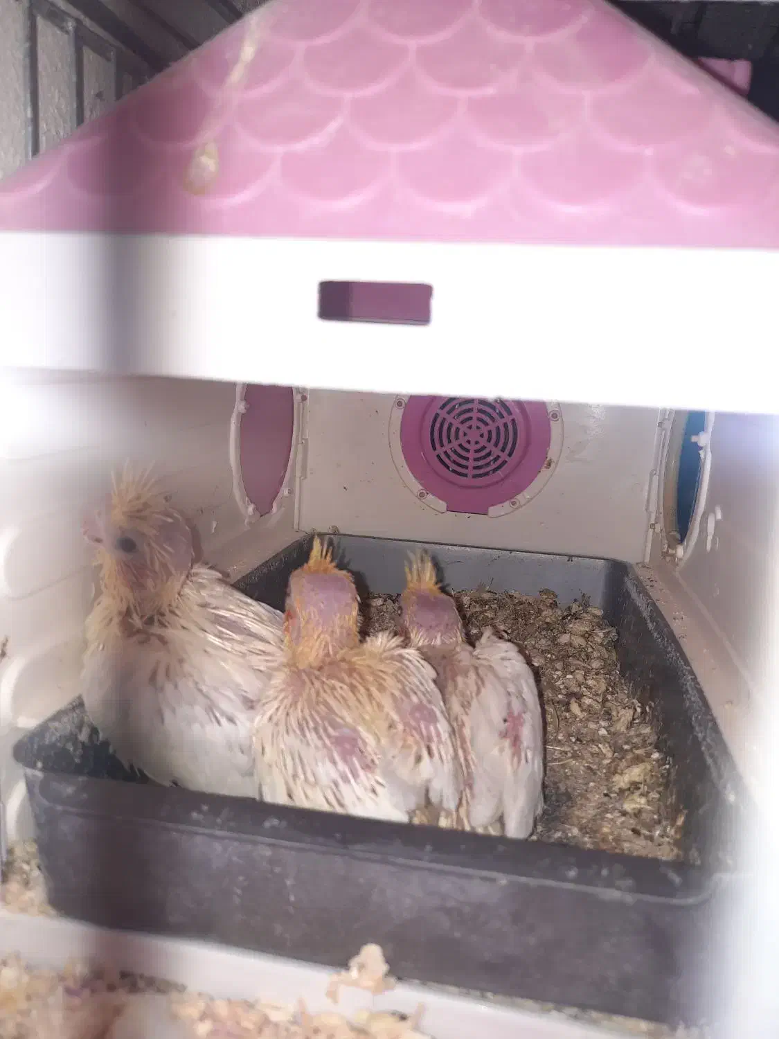 عروس هلندی نر و دستی و سرلاکی|پرنده|تاکستان, |دیوار