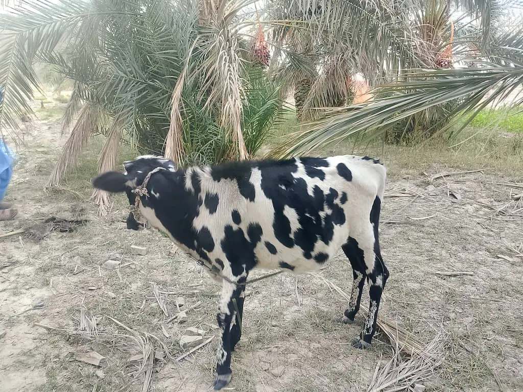 گاو|حیوانات مزرعه|مهرستان, |دیوار