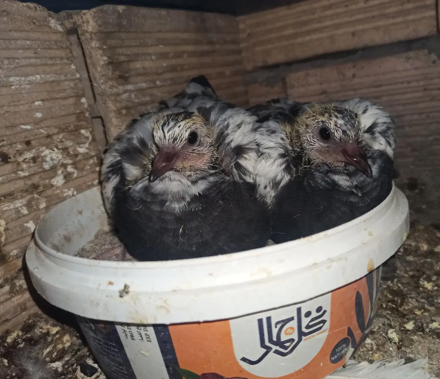 کبوتر .مفلق .کله سیاه گم شده|پرنده|نجفآباد, یزدانشهر|دیوار