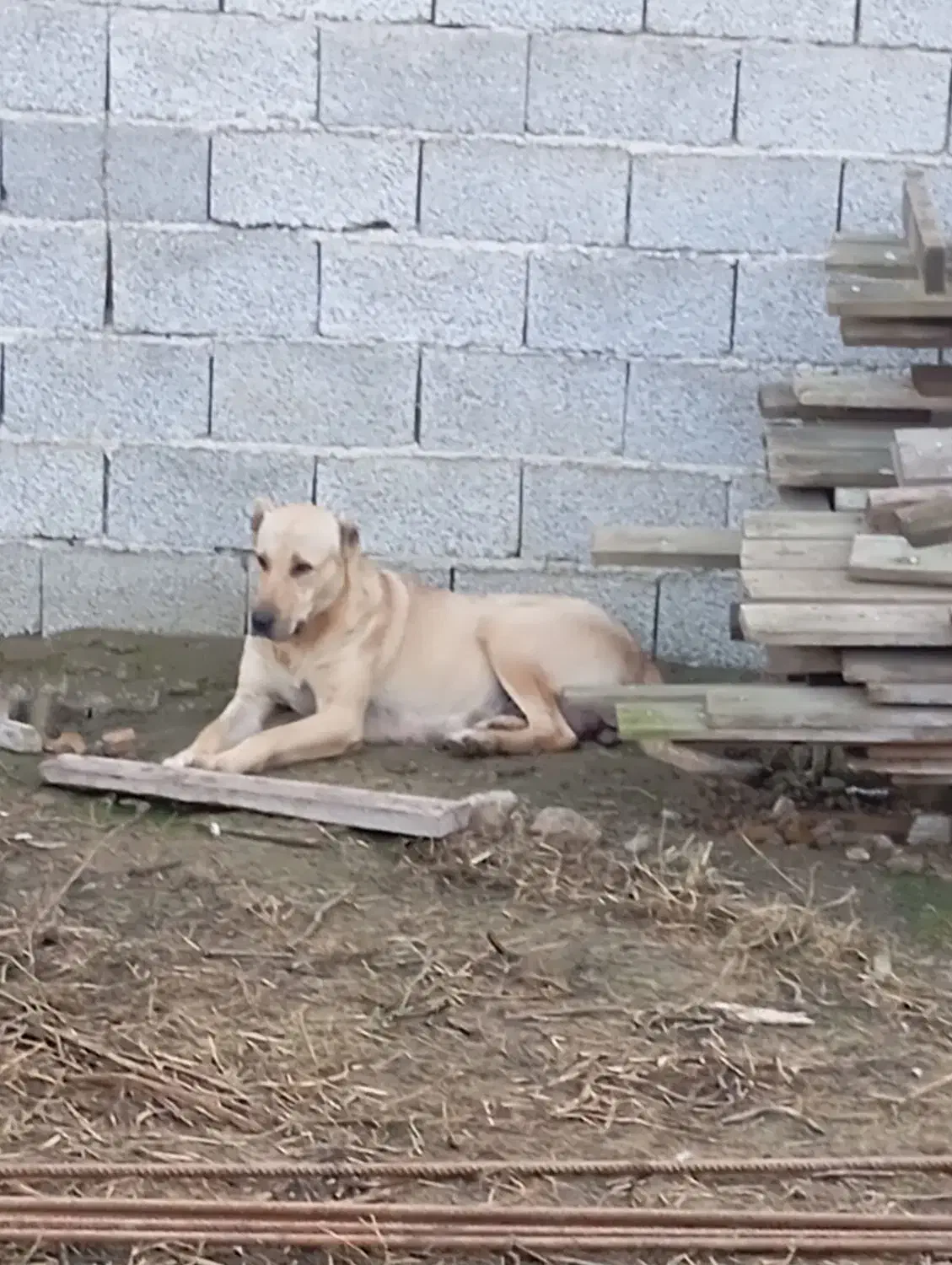 واگذاری سگ سرابی|سگ|رشت, آب و برق|دیوار