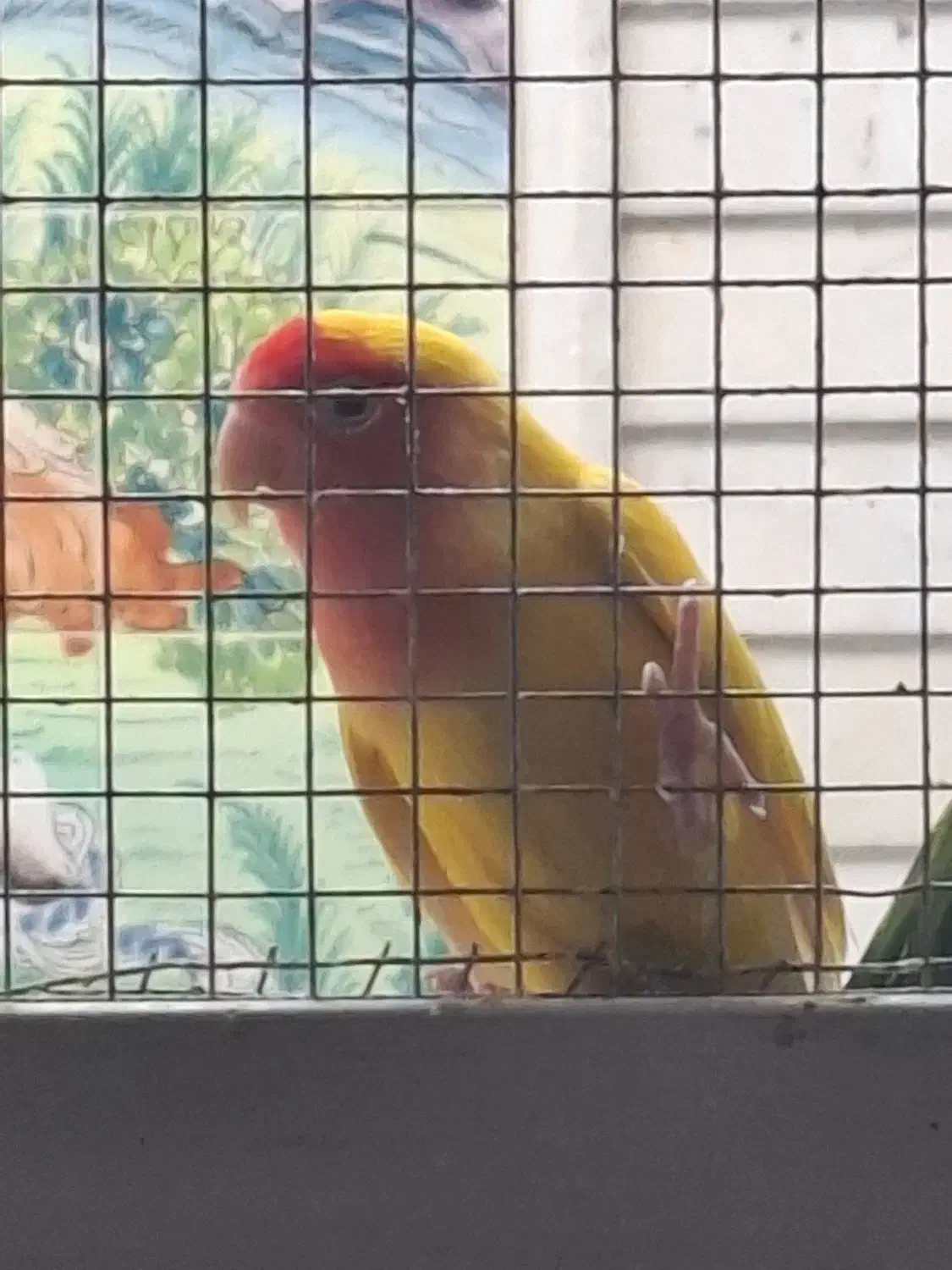 طوطی گم شده برزیلی|پرنده|جهرم, |دیوار