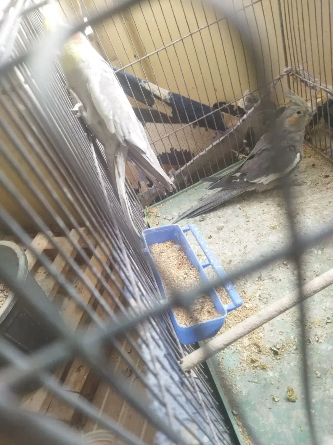 عروس هلندی معامله باسهره|پرنده|بافت, |دیوار