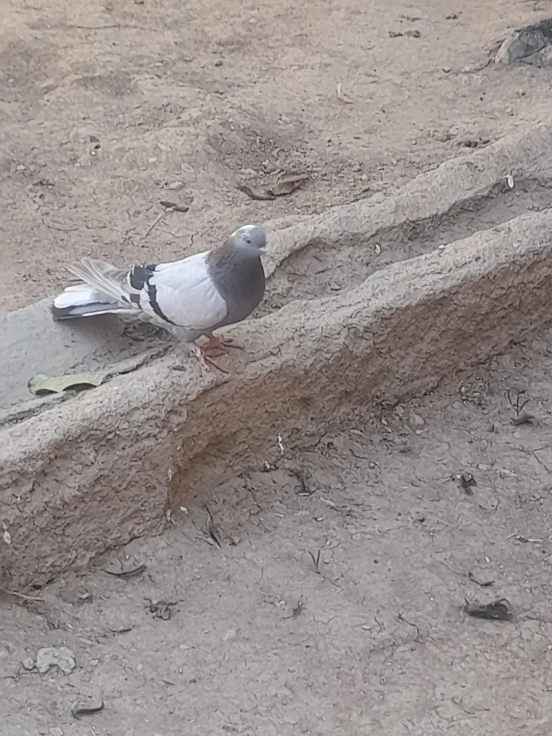 ماده پر نر سبز پر|پرنده|بابا حیدر, |دیوار