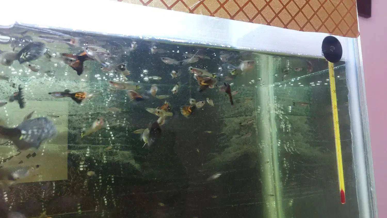 ماهی گوپی نژاد دار|ماهی|همدان, |دیوار