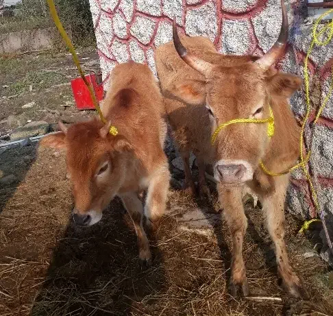 گاو وگوساله ماده چالوسی اصیل     لیشه ورزا|حیوانات مزرعه|رشت, حومه رشت|دیوار
