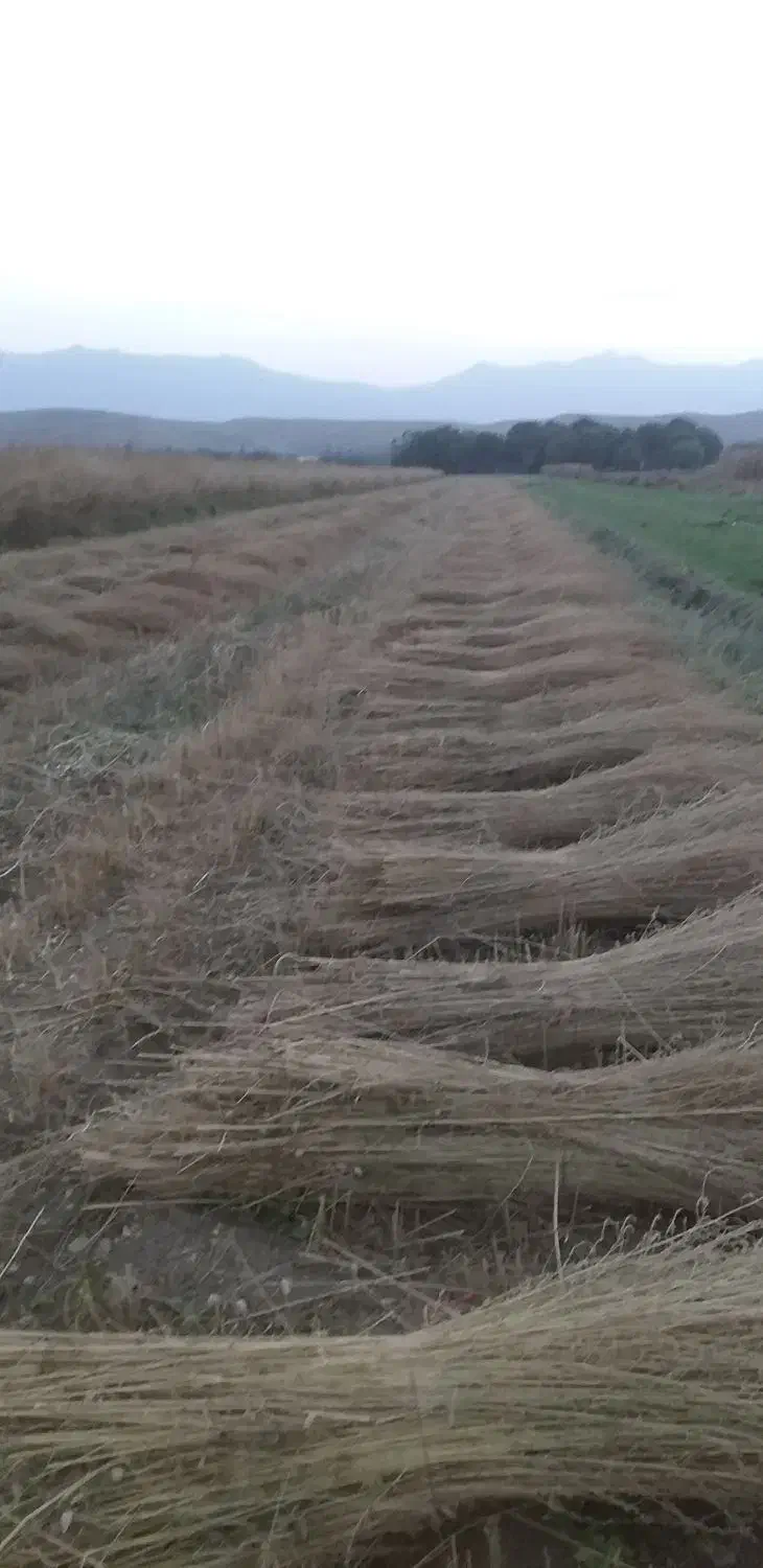 جارو|لوازم نظافت|نهاوند, |دیوار