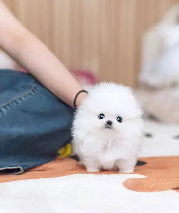 اسمال پامر|سگ|کرج, گلشهر|دیوار