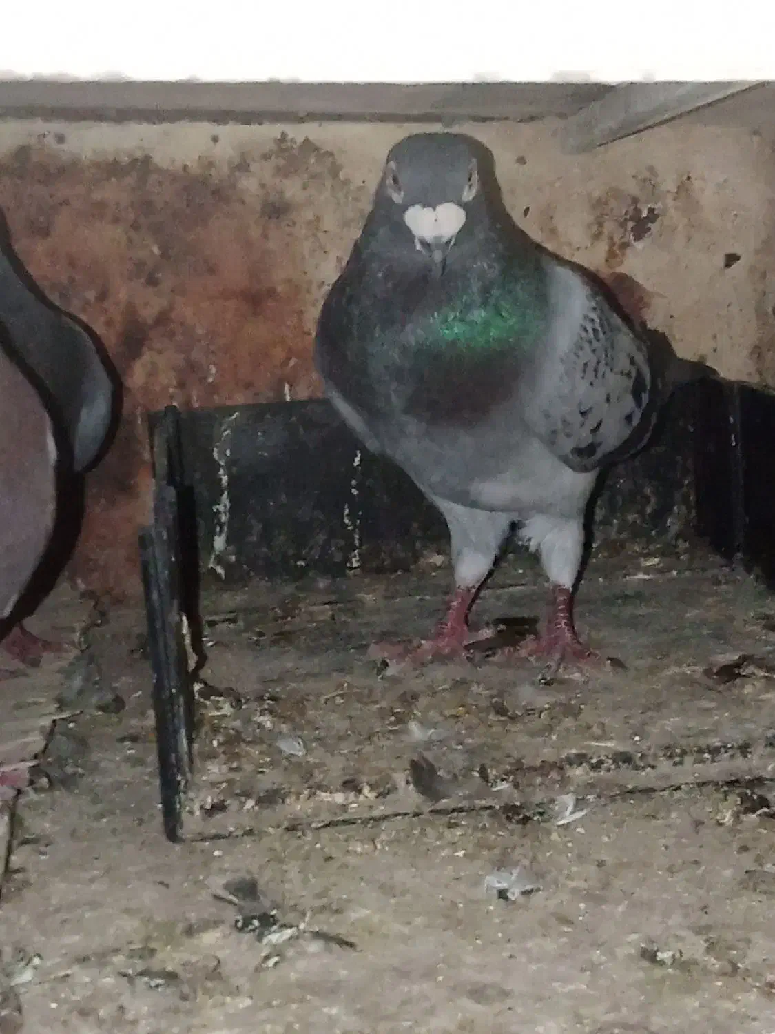 کبوتر|پرنده|خاش, |دیوار