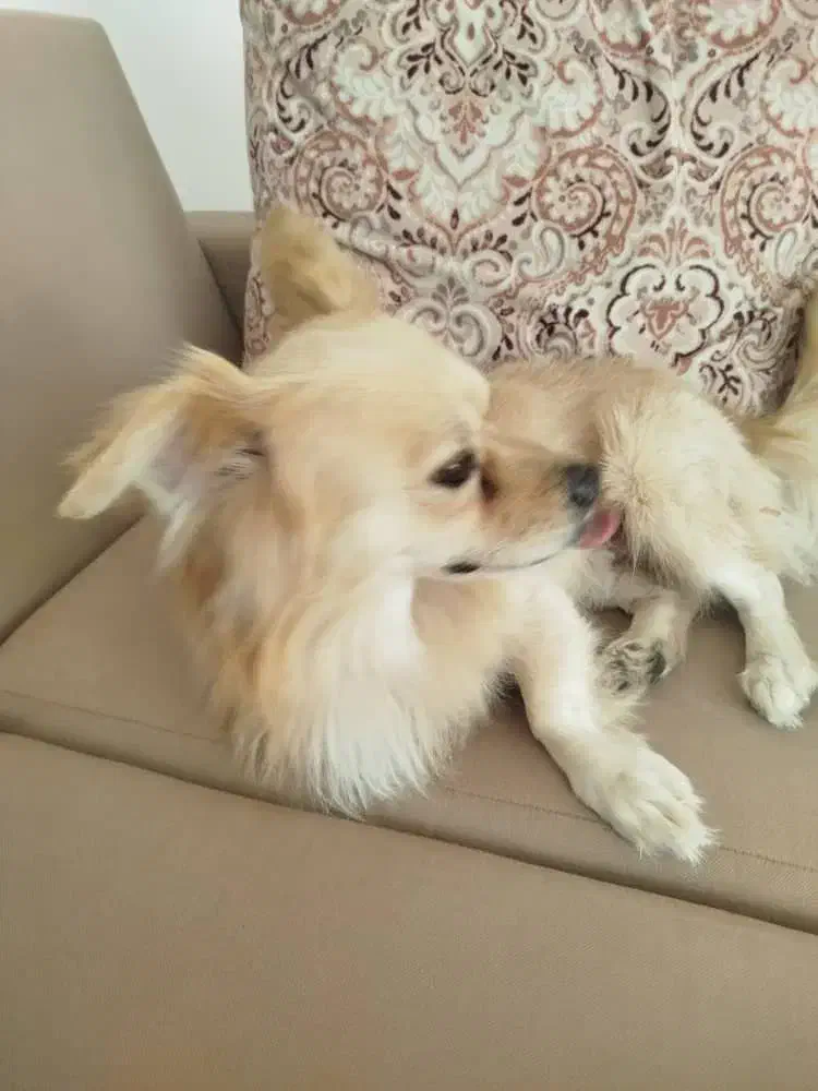 سگ بامر روباهی بافهم|سگ|بوشهر, |دیوار