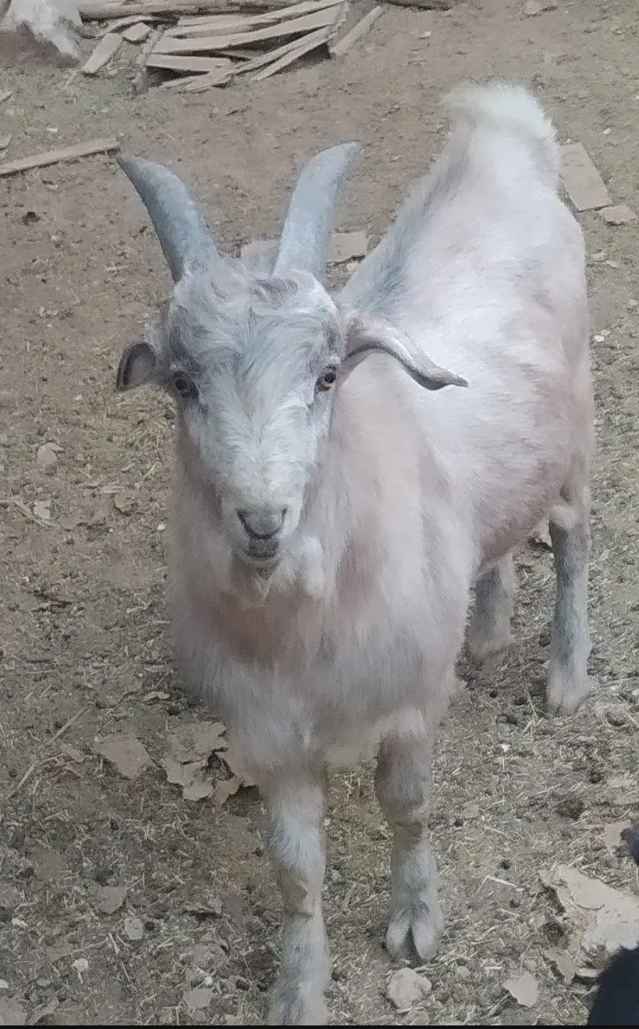 بز و چپیش|حیوانات مزرعه|میبد, |دیوار