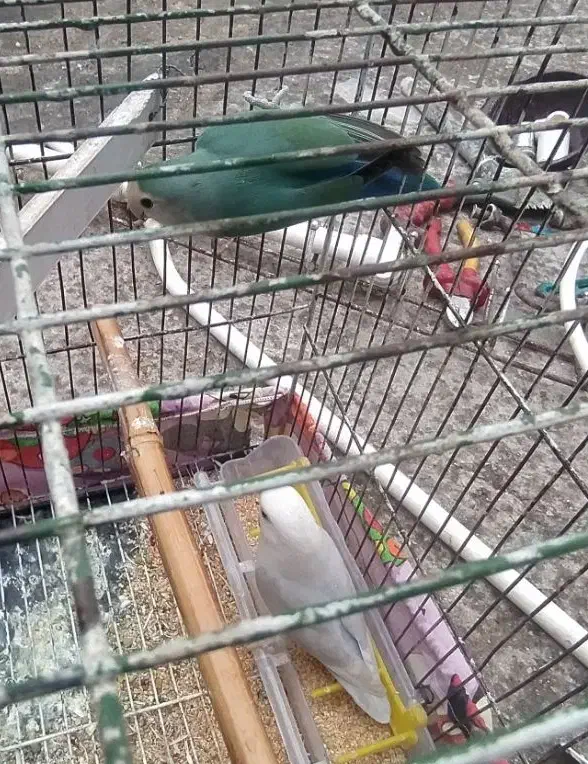 یه جفت طوطی برزیلی با جوجه|پرنده|دزفول, |دیوار