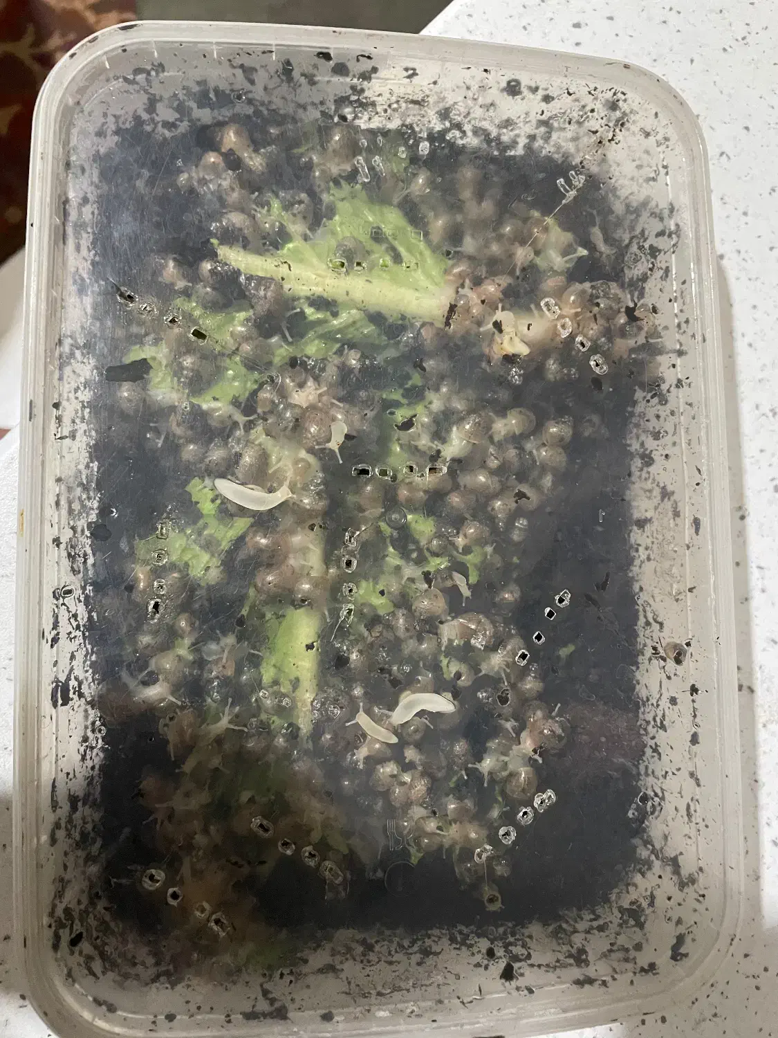 حلزون|خزنده|تهران, نیروی هوایی (پیروزی)|دیوار