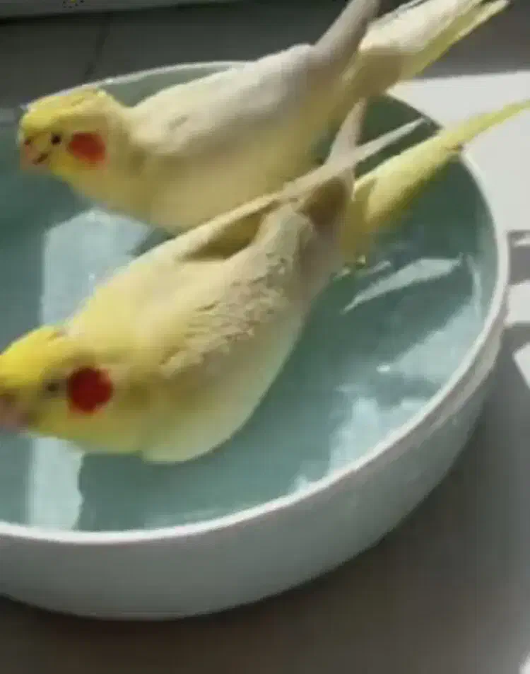 عروس هلندی|پرنده|چمران, |دیوار