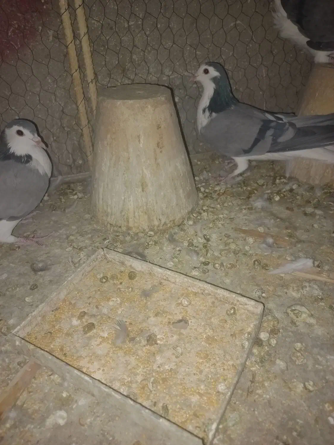 کرماده|پرنده|اصفهان, بهارانچی|دیوار