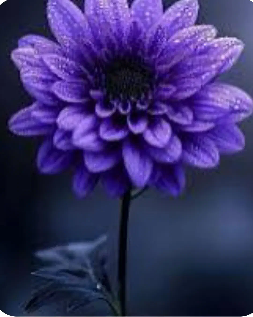 نیاز به مقداری سرمایه|خدمات مالی، حسابداری، بیمه|دورود, |دیوار