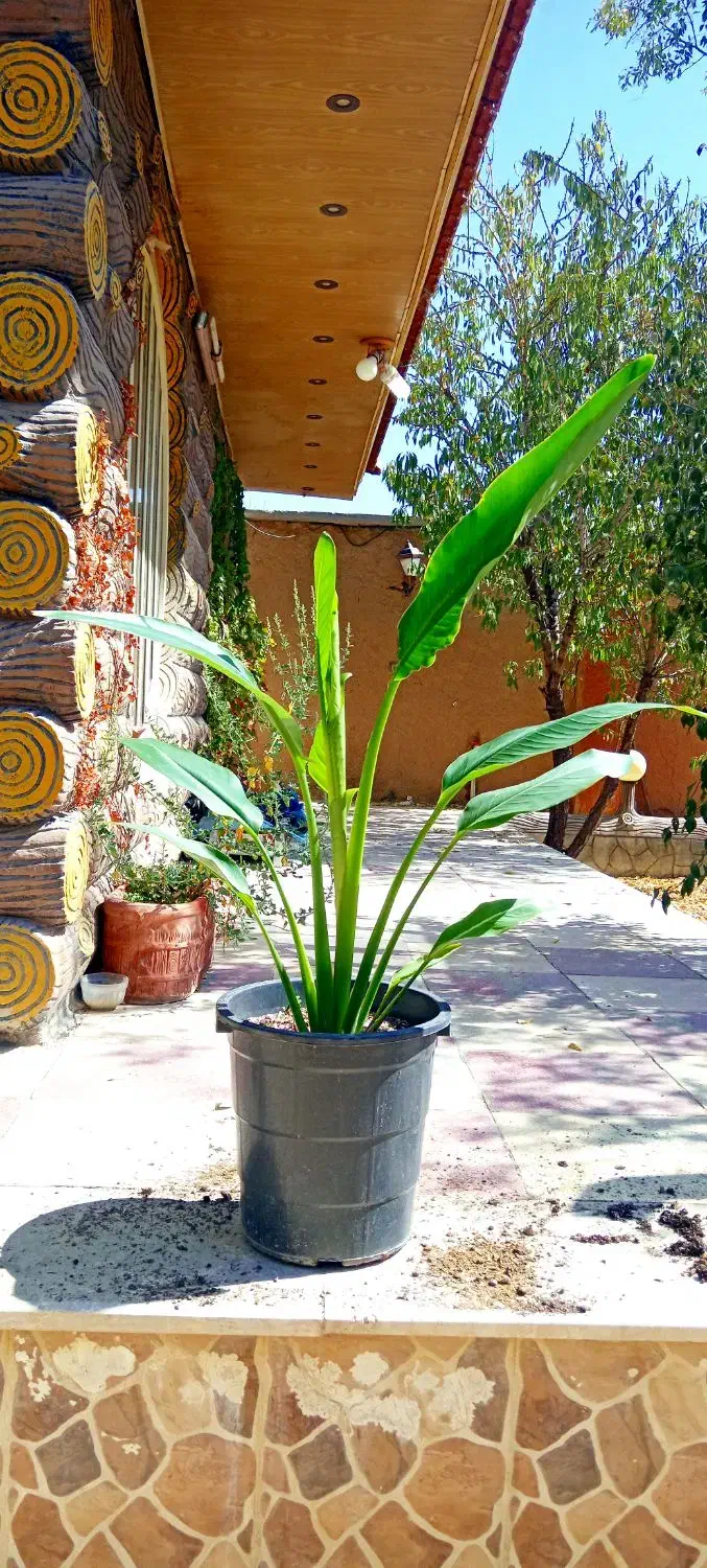 گل نخل مسافر نیکولای یا پرنده بهشتی درخت مسافر|گل و گیاه طبیعی|اصفهان, حسین‌آباد|دیوار