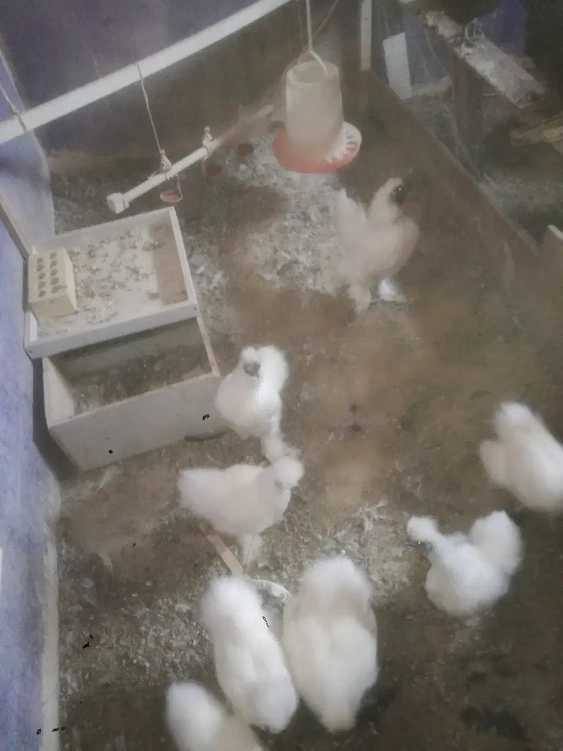 مرغ ابریشمی|حیوانات مزرعه|نائین, |دیوار