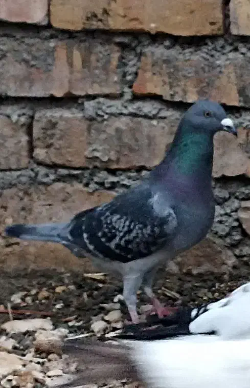 کبوتر مگس سینه ای زاغ|پرنده|سراوان, |دیوار