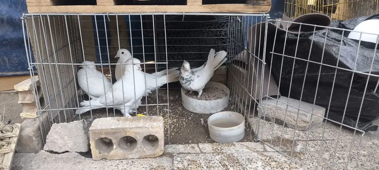 کبوتر وقفس|پرنده|حمیدیا, |دیوار