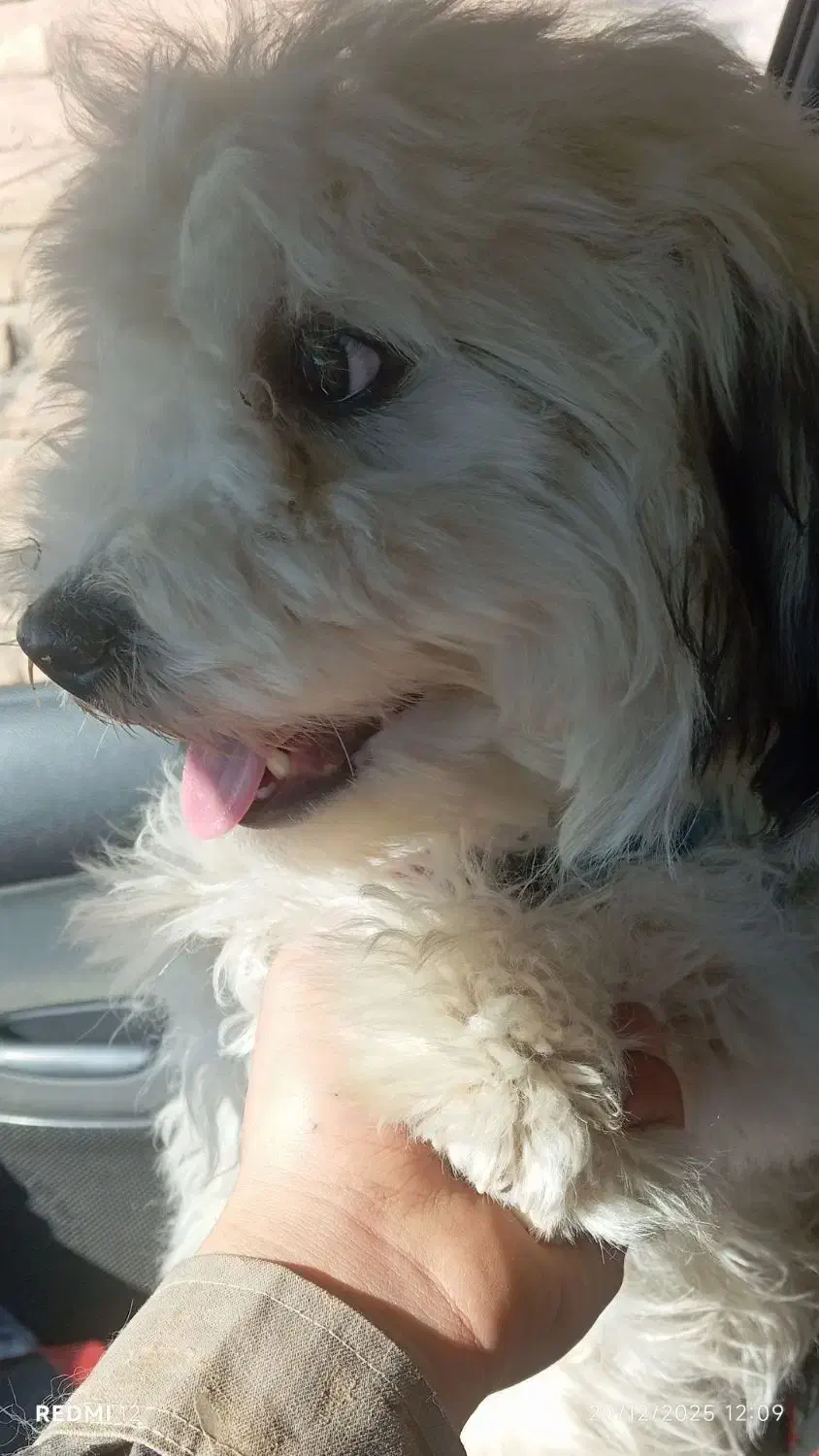 سگ شیتزو|سگ|بهارستان, |دیوار