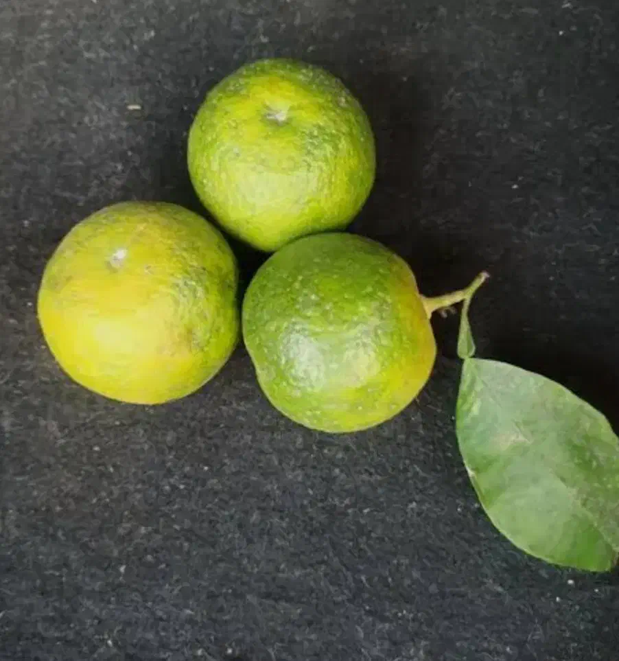 نارنج دستچین ابداار۱۶۰۰۰|خوردنی و آشامیدنی|گوراب زرمیخ, |دیوار