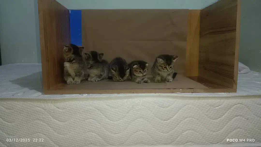 گربه بریتیش و اسکاتیش|گربه|صدرا-فارس, فاز ۱|دیوار