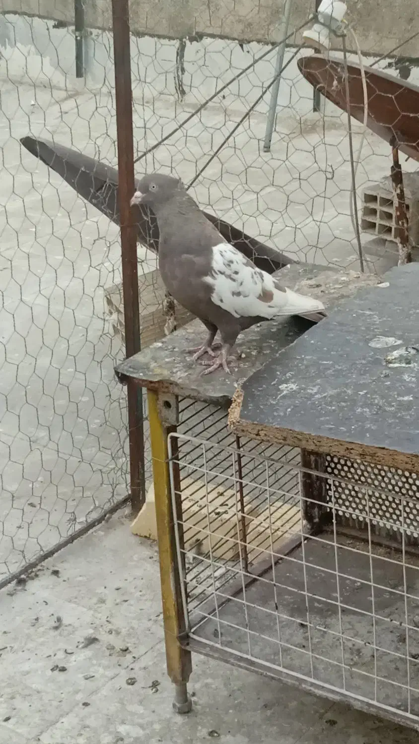 دو عدد بهبهانی بزن|پرنده|شیراز, صاحب الزمان|دیوار