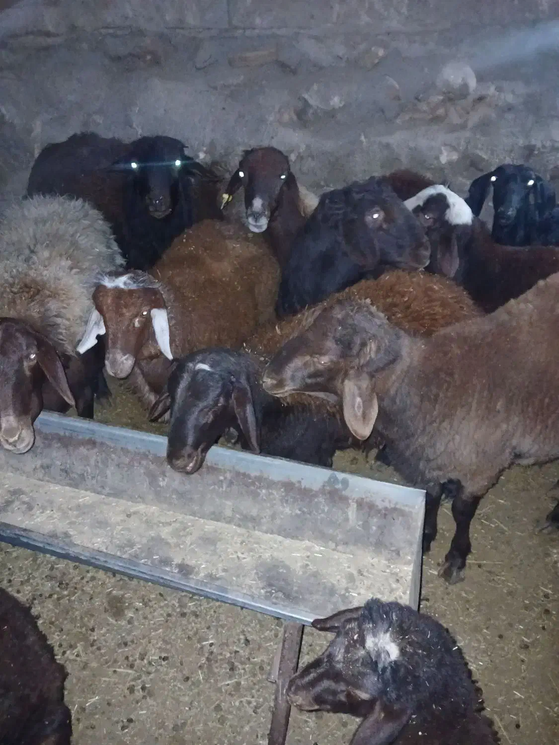 بره نر   چاق کشتاری|حیوانات مزرعه|نیشابور, مازول|دیوار