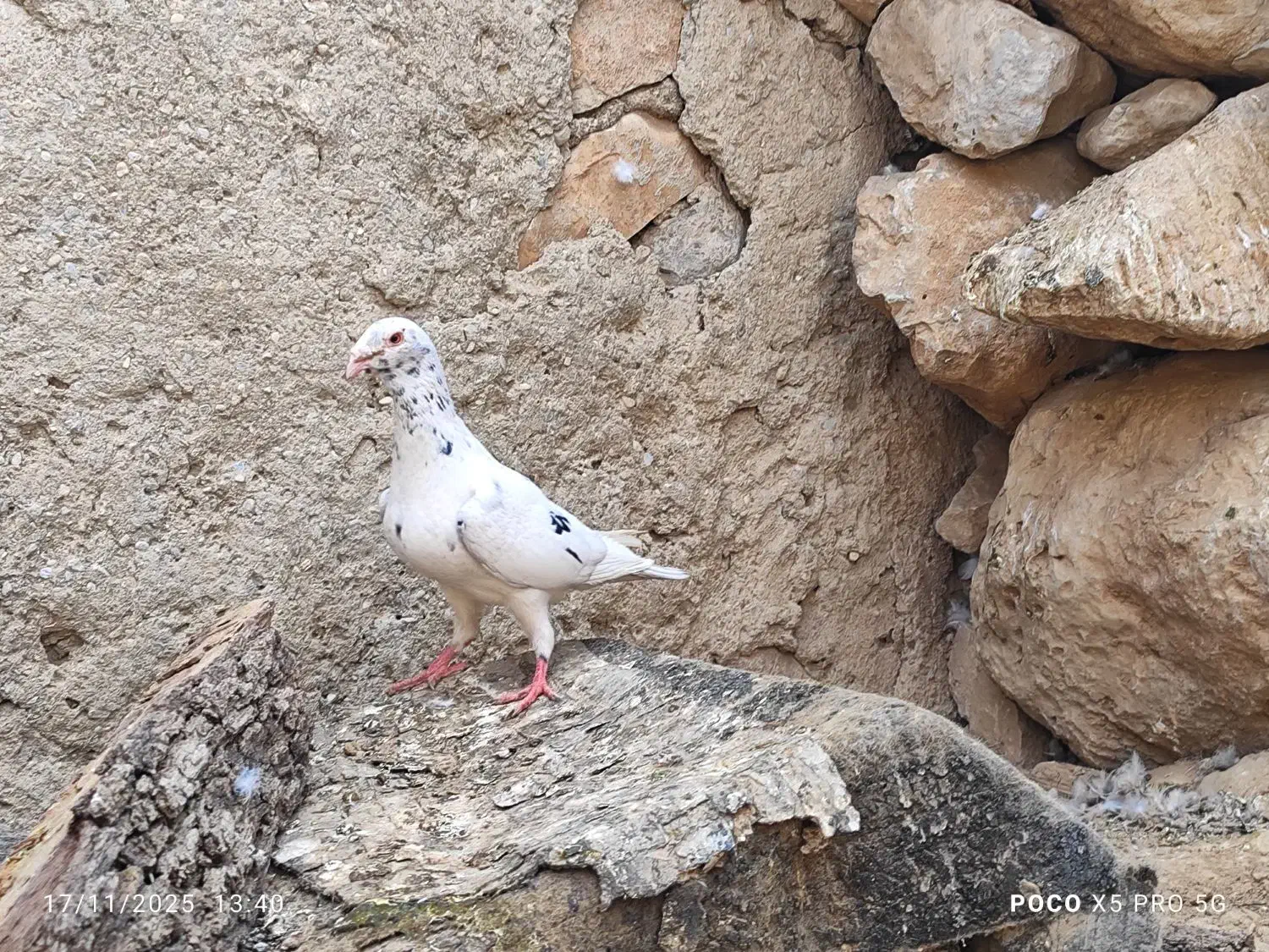 کبوتر|پرنده|کوه چنار, |دیوار