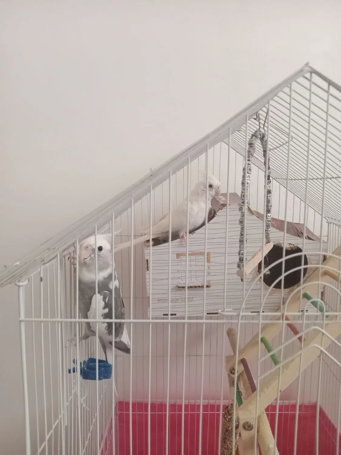 عروس هلندی|پرنده|رشت, کوی جام جم|دیوار