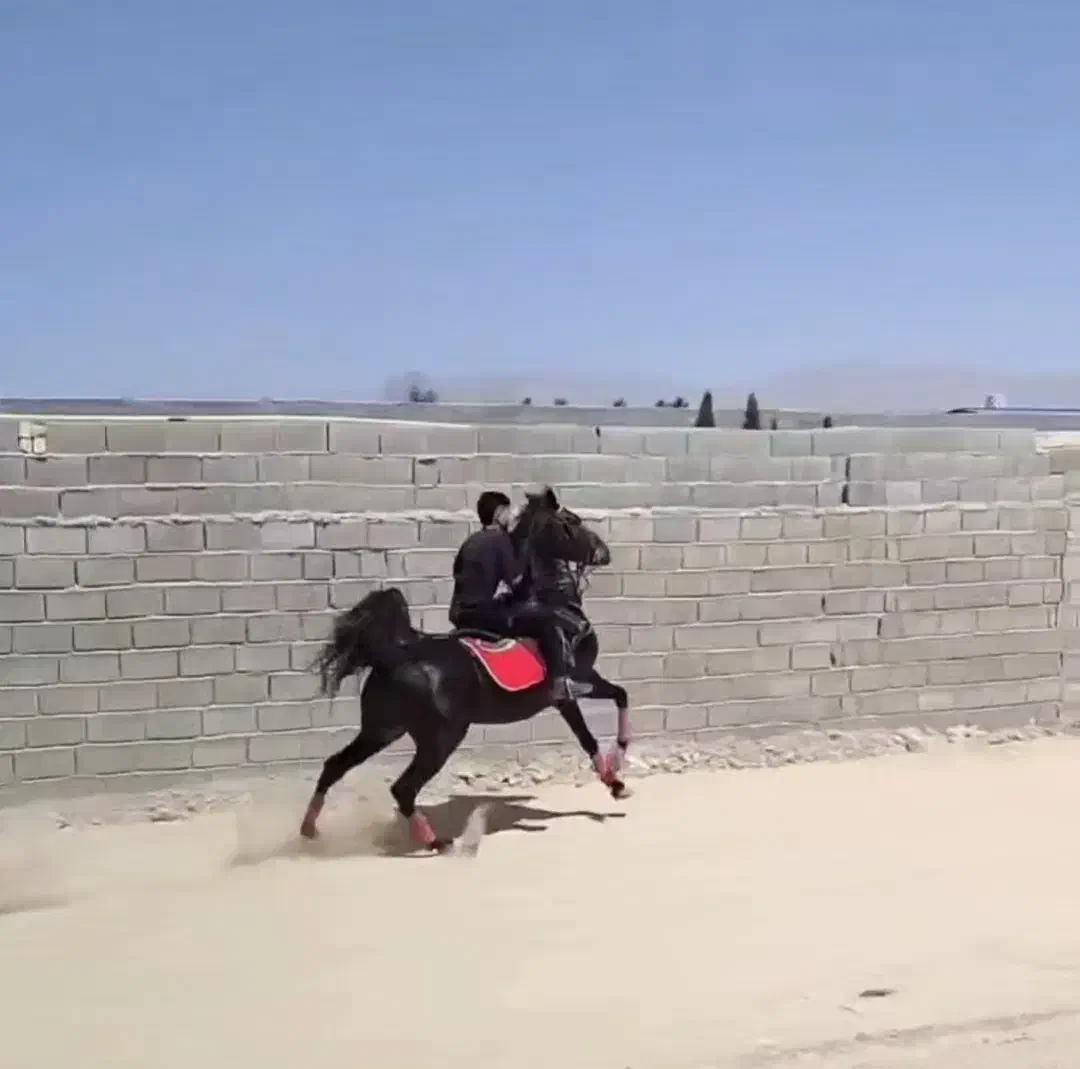 مادیان مشکی|اسب و تجهیزات اسب‌سواری|اصفهان, نقش جهان|دیوار