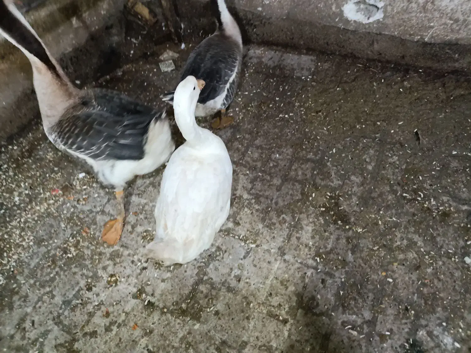 غاز عدد یک عدد ماده یکی نر|حیوانات مزرعه|مشهد, ایثار|دیوار