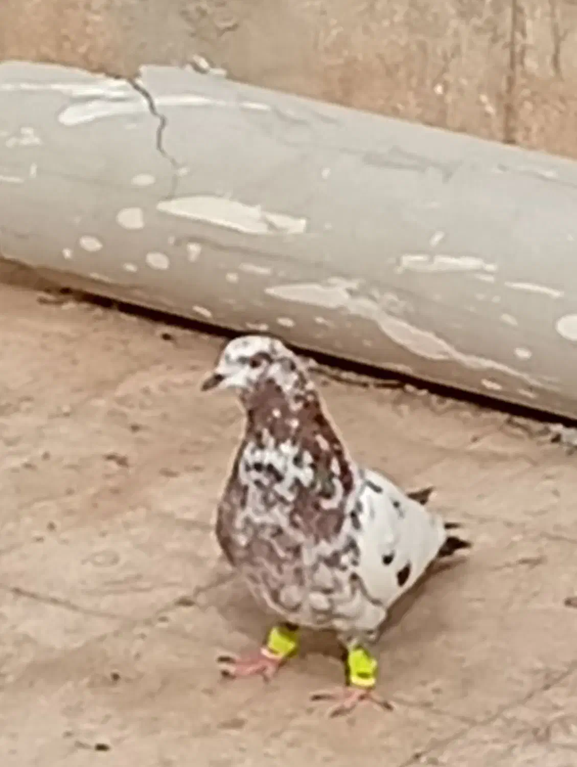 گم شده|پرنده|سبزوار, قلعهنو دهزار|دیوار