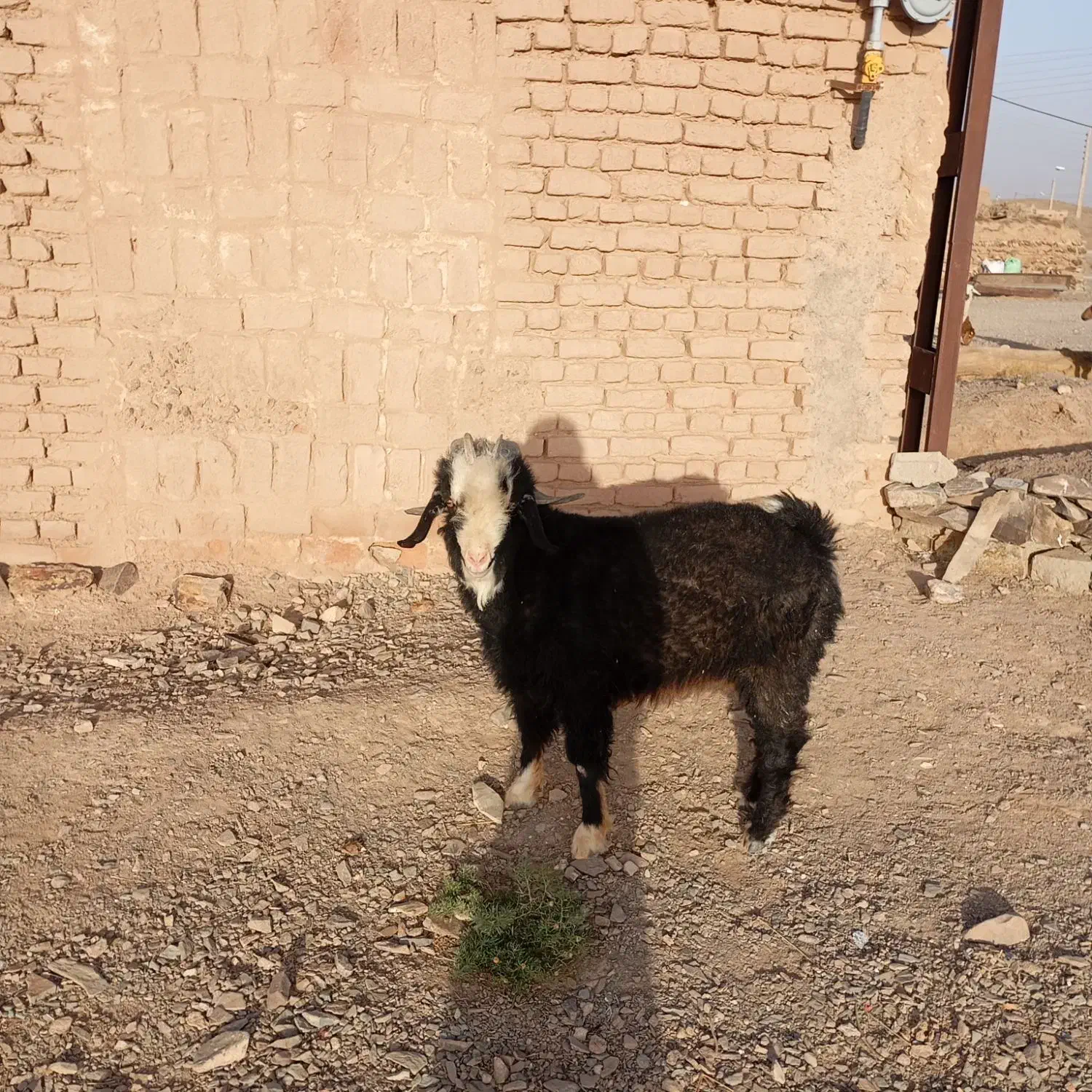 چبش نربز|حیوانات مزرعه|درمیان, |دیوار