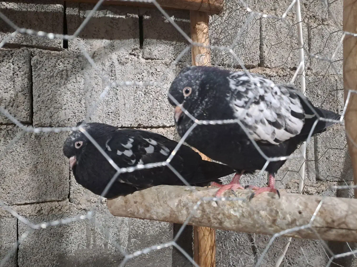 کبوتر|پرنده|آبپخش, |دیوار