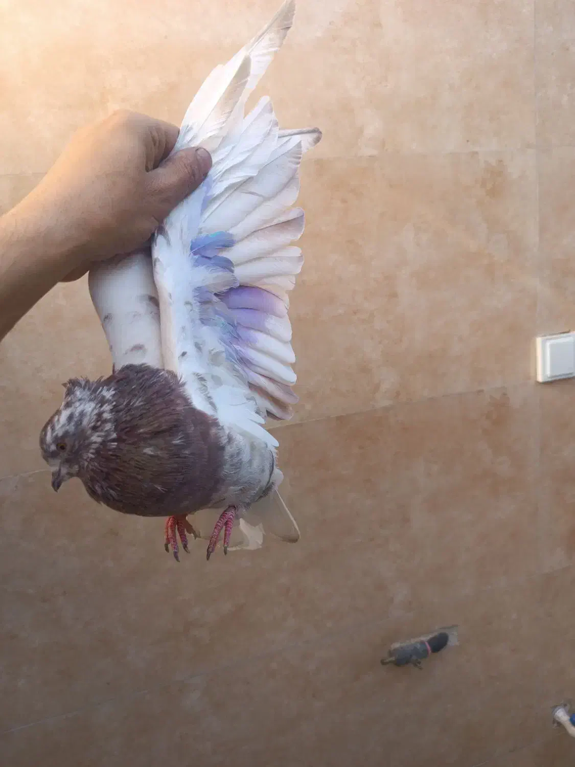 3تانر فروشی نشون دار ملاقی|پرنده|قم, نیروگاه|دیوار