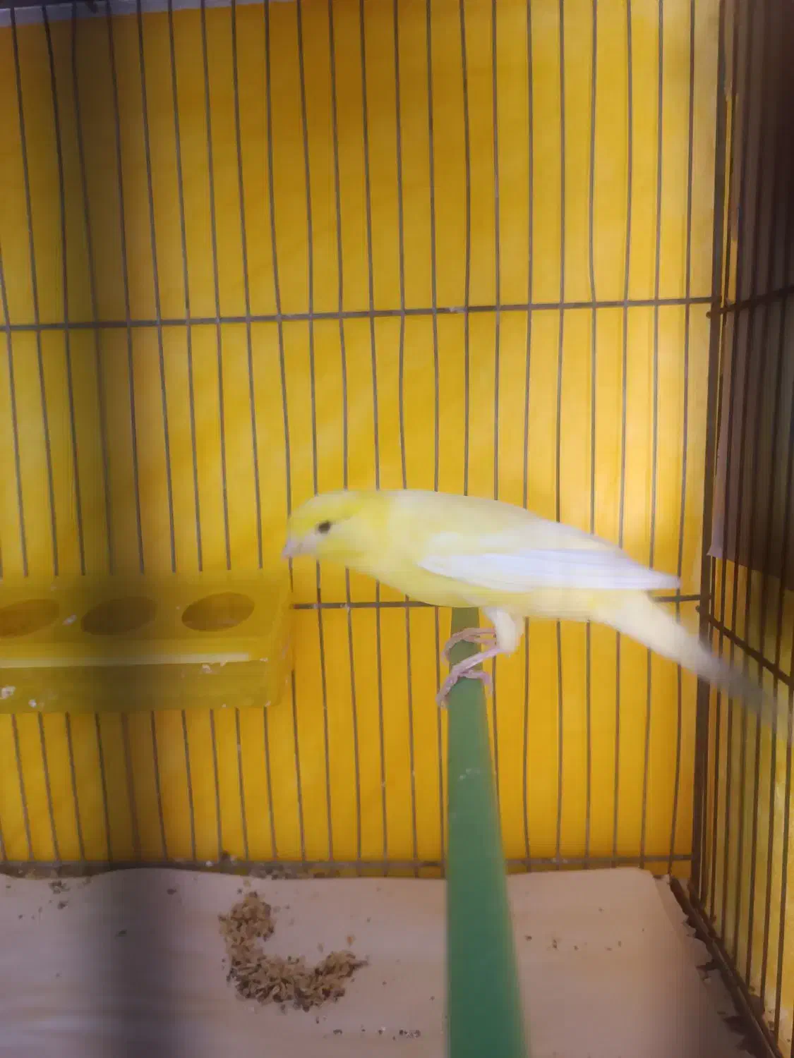 قناری نرسوپر|پرنده|لاهیجان, کوی استادان|دیوار