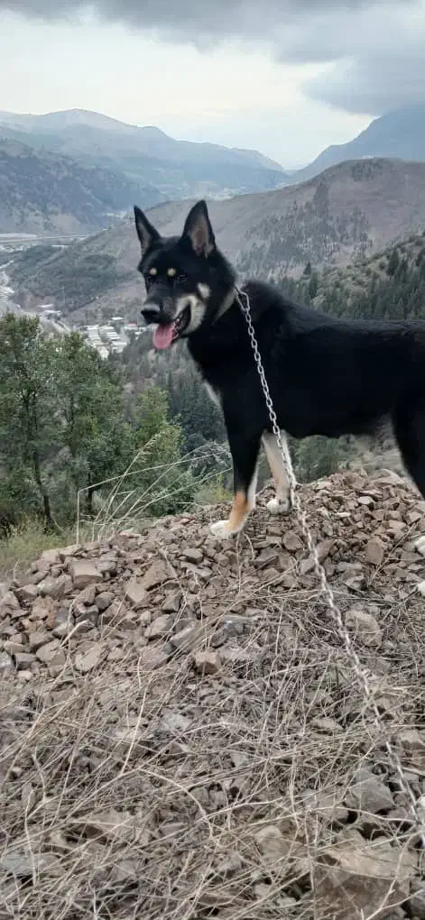 سگ ژرمن شپرد|سگ|رودبار, |دیوار