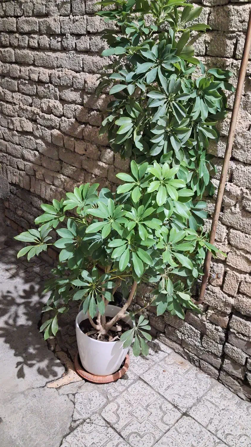 گل های خانگی|گل و گیاه طبیعی|ارومیه, |دیوار