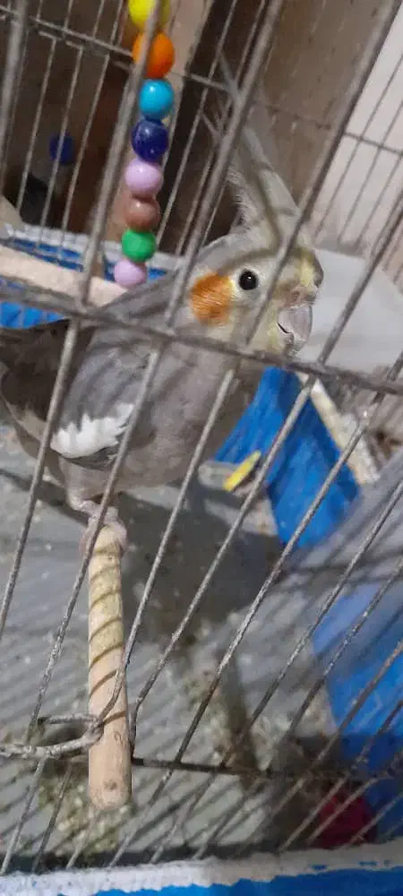 طوطی عروس ماده|پرنده|رشت, آب و برق|دیوار