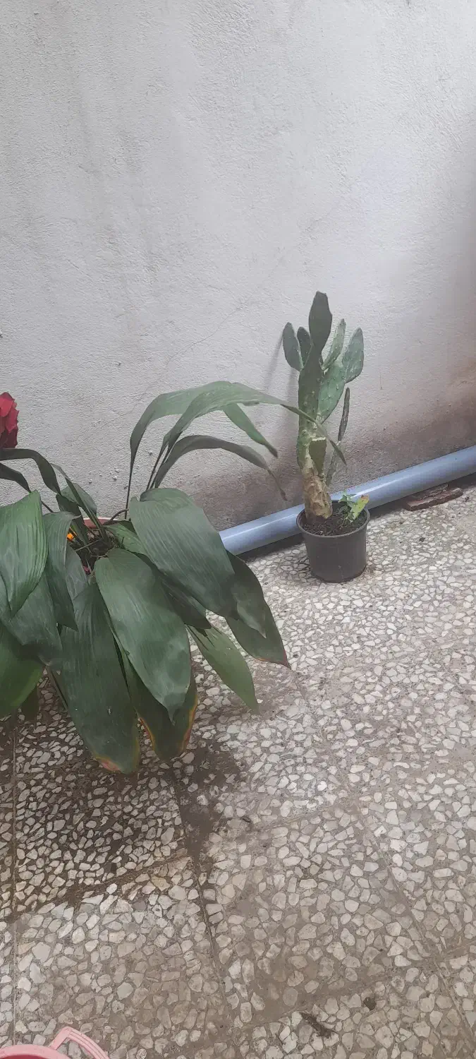 دوعدد گل|گل و گیاه طبیعی|رشت, استقامت ۲|دیوار