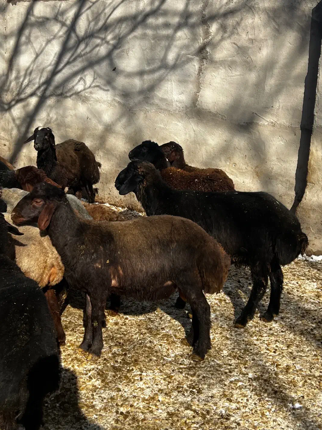 بره‌ نر‌چاق‌|حیوانات مزرعه|بوئین زهرا, |دیوار