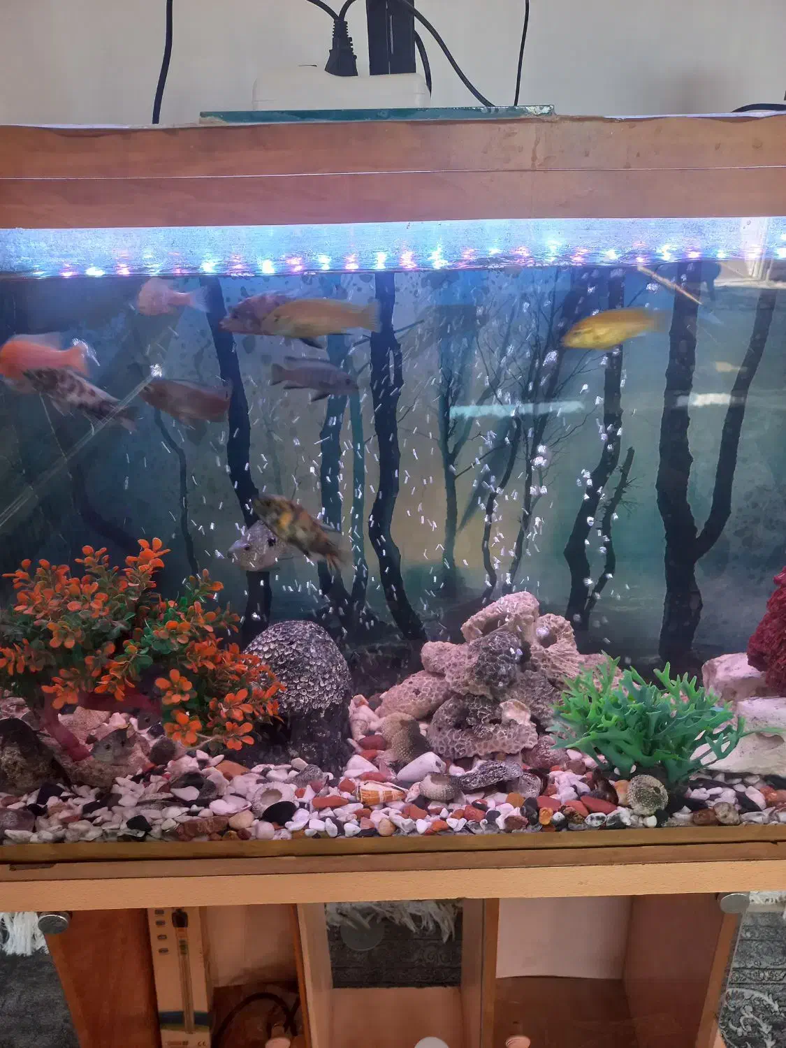 ماهی اکواریوم|ماهی|اسفراین, |دیوار