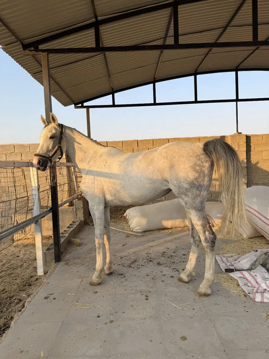 فروش کره نریان دره شور  ۲سال|اسب و تجهیزات اسب‌سواری|نی‌ریز, |دیوار