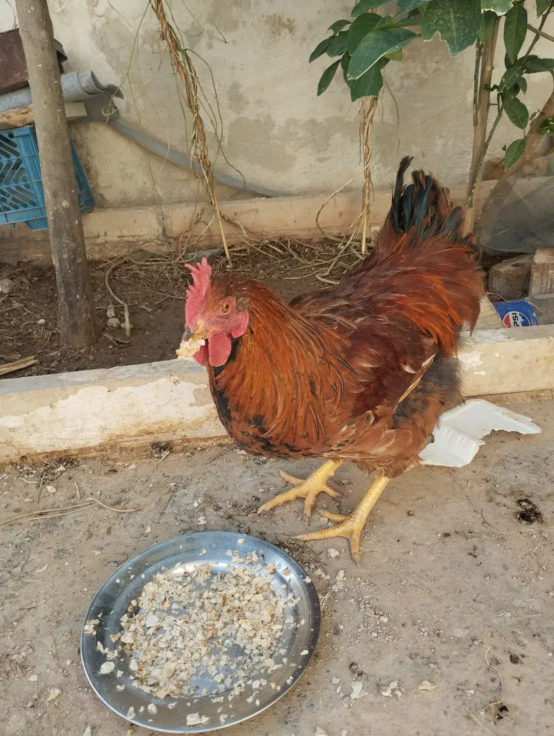 مرغ وخروس|حیوانات مزرعه|شیراز, کرونی(خاتونک)|دیوار