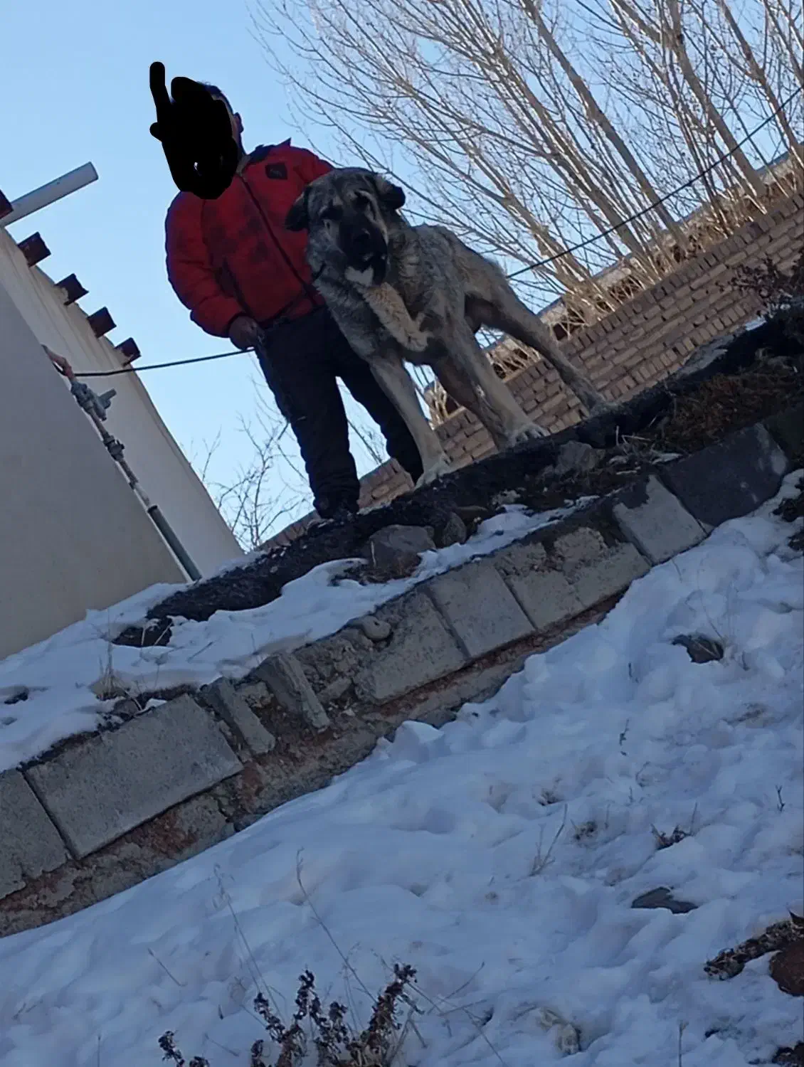 سگ نر|سگ|ورزقان, |دیوار