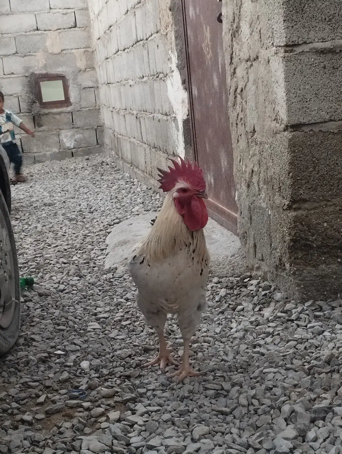 فروشی‌است|حیوانات مزرعه|سراوان, |دیوار