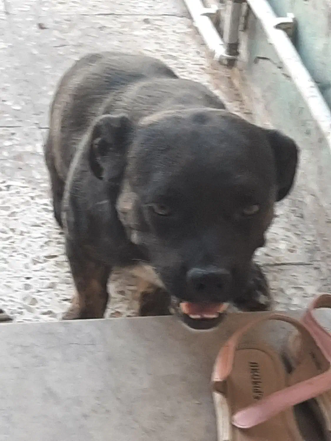 سگ گمشده|سگ|دزفول, |دیوار